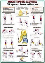 Triceps / Forearm Muscles Chart