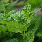 Peppermint Essential Oil